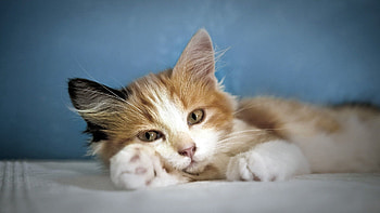 Animals, Fluffy, Kitty, Kitten, To Lie Down, Lie, Paw HD wallpaper