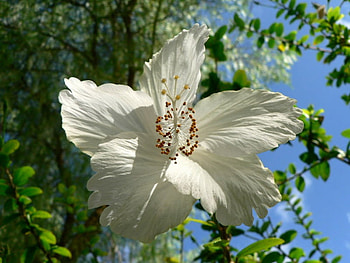 BEAUTIFUL HIBISCUS, white, hibiscus, pretty, flower HD wallpaper