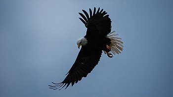 Eagle In The Sky, eagle, birds, flying, wings, graphy HD wallpaper