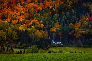 Autumn, Mansion, House, Forest, Slope HD wallpaper