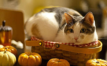 Animals, Pumpkin, Cat, To Lie Down, Lie, Basket, Curiosity HD wallpaper