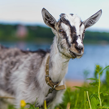 Variety of goat , A collection of goat , Diverse goat breeds, Goat-themed backgrounds HD phone wallpaper