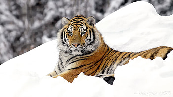 Animals, Snow, To Lie Down, Lie, Predator, Big Cat, Tiger HD wallpaper