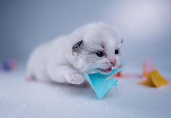 Baby Kitten, baby, kitten, cat, kitty HD wallpaper