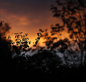 Plants, Sunset, Leaves, Dark, Silhouettes, Outlines HD wallpaper