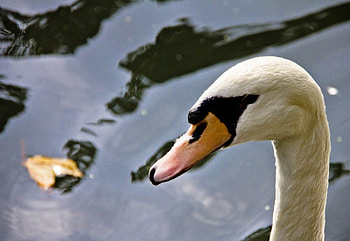 Swan, blue, river, white, black, bird, square, nest, lake, water HD wallpaper