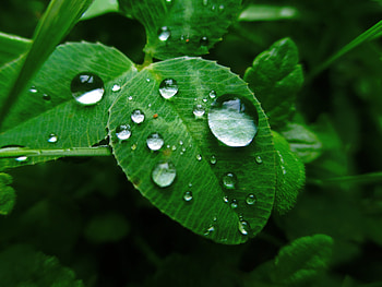 Grass, Leaves, Macro, Dew HD wallpaper