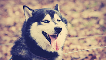 Siberian Husky beauty, Animal graphy at its finest, Striking visuals, animals HD wallpaper