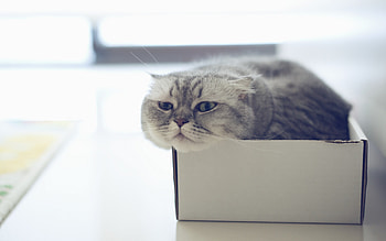 Scottish Fold, Feline companion, Cat in a box HD wallpaper