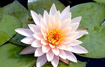 Flowers, Water, Leaves, Drops, Flower, Close-Up, Water Lily HD wallpaper