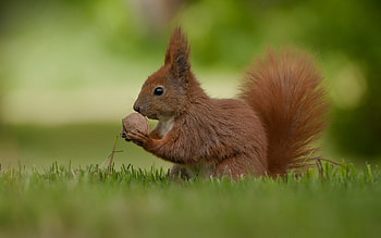 Animals, Squirrel HD wallpaper