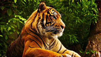 Top animals, backgrounds HD wallpaper