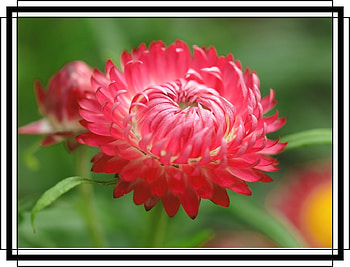 FRAMED FLOWERS, FLOWERS, NATURE, FRAMED HD wallpaper