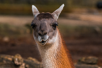 Animals, Muzzle, Cool, Head, Alpaca HD wallpaper