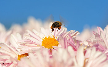Flower, Macro, Insect, Flight, Bee, Pollination HD wallpaper