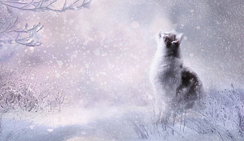 Cat, winter, frumusete, fantasy, pisici, art, snow, iarna HD wallpaper