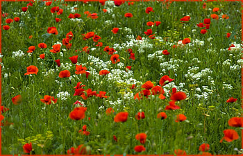 fragile1, white, red HD wallpaper