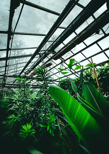 Plants, Flowers, Leaves, Tropical, Greenhouse HD phone wallpaper