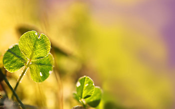 Background, Leaves, Macro, Light, Blur, Smooth, Light Coloured HD wallpaper
