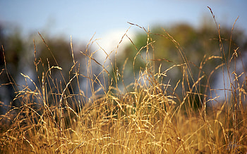 Nature, Field, Ears, Spikes, Harvest, Cereals, Rye HD wallpaper