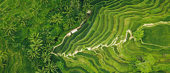 Champions for nature, World economic forum, Banaue's contribution, Environmental preservation HD wallpaper