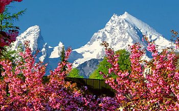 Spring in the mountains, snowy, flowering, beautiful, spring, mountain, fragrance, pretty, blossoms, branches, blooming, trees, sky, scent, peak, lovely HD wallpaper