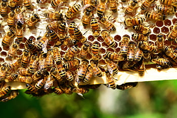 Detailed close-up of honey bees in action on a vivid honeycomb, showcasing nature's beauty. HD wallpaper