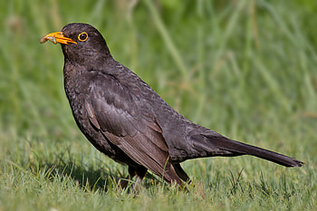Common Blackbird, HQ , High-quality , resolution HD wallpaper