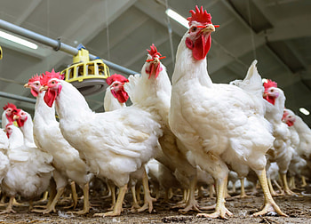 Poultry farm, Hen HD wallpaper