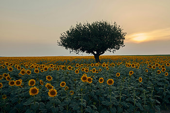 landscape, sunset HD wallpaper