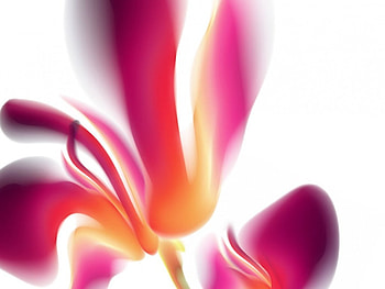 Subtility FLOWERS, orchid, cg HD wallpaper