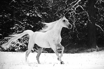 Animals, Winter, Beautiful, Bw, Chb, Mane, Bounce, Jump, Horse HD wallpaper