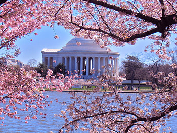 Jefferson Memorial at Spring, river, cherry, blossoms, washington, building, usa, tree HD wallpaper