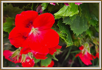LOVELY GERANIUM, FLOWER, PRETTY, NATURE HD wallpaper