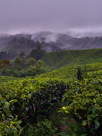 Nature, Bush, Fog, Hills, Plantation HD phone wallpaper