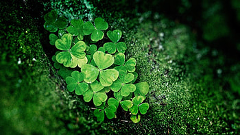 Irish Shamrock, Shamrock , Irish symbol, Lucky charm HD wallpaper