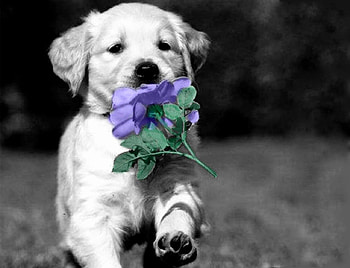 Run, my little friend, dog, color, expression, flower, , cute, new HD wallpaper