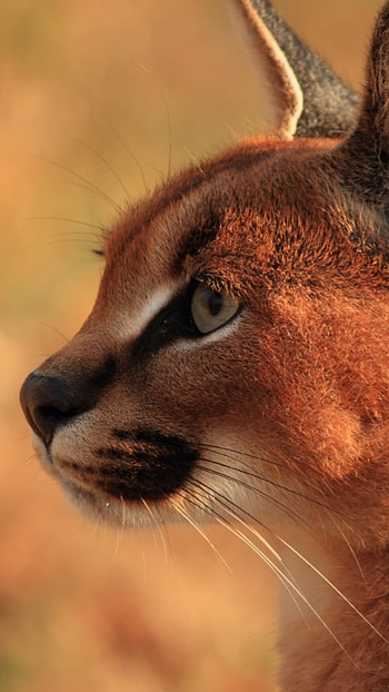 Whiskers, Caracal HD phone wallpaper