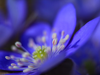 Anemone, flower, blue, close up HD wallpaper