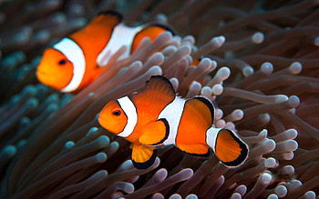 Clownfish, Animal, HQ, 2019 HD wallpaper