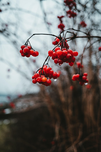 Berries, Macro, Wet, Bunch, Viburnum HD phone wallpaper