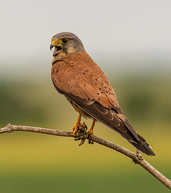 Animals, Bird, Branch, Predator, Focus, Tail, Kestrel HD phone wallpaper