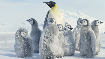 Penguin, Pinguin , Stunning backgrounds, Digital delight HD wallpaper