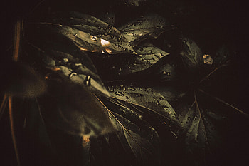 Drops, Macro, Blur, Smooth, Liquid, Sheet, Leaf, Moisture HD wallpaper