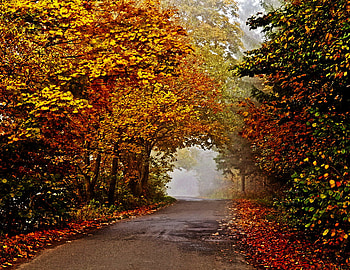 Foggy Autumn Day, day, foggy, trees, autumn, road HD wallpaper
