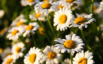 Flowers, Camomile, Macro, Field, Sunny HD wallpaper