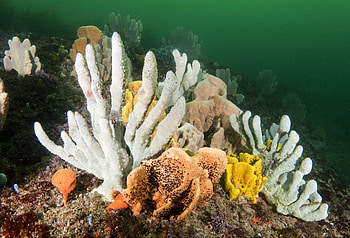 Mixed sponges, Underwater garden, Bizarre shapes, Marine exploration HD wallpaper