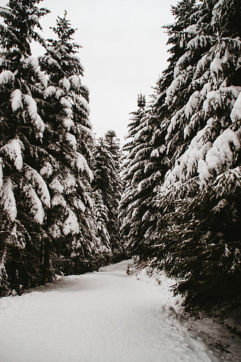 Winter, Nature, Trees, Snow, Fir-Trees, Path HD phone wallpaper