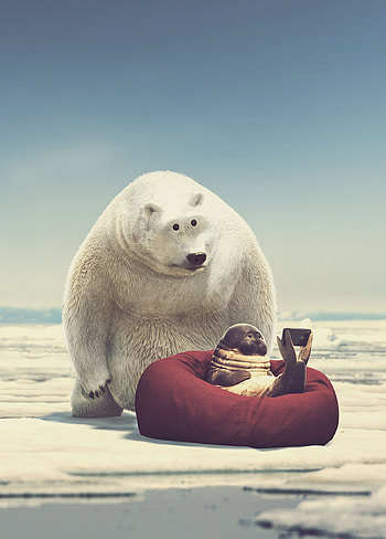 Art, Miscellanea, Miscellaneous, Bear, Cool, Tele, Seal HD phone wallpaper