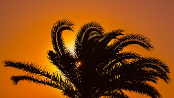 Nature, Sunset, Leaves, Palm, Branches HD wallpaper